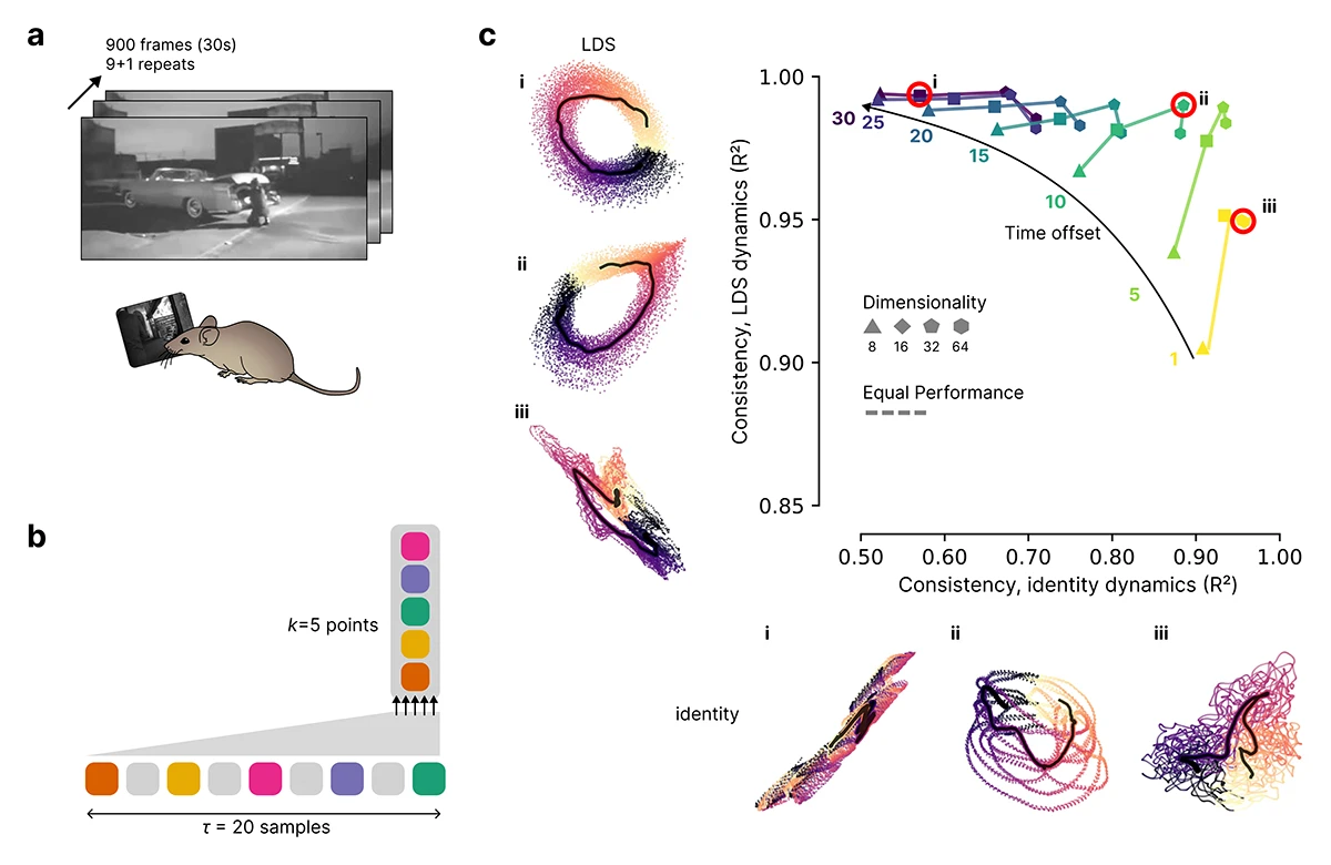 Analysis of dynamics in visual cortex during a movie stimulus