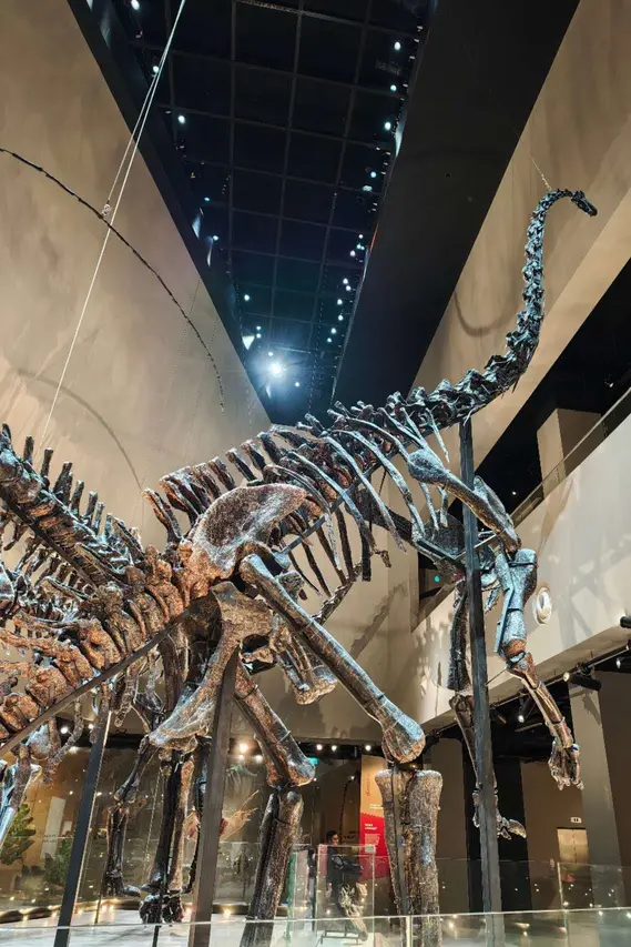 Impressive dinosaur fossils at the Lee Kong Chian Natural History Museum on the NUS campus.