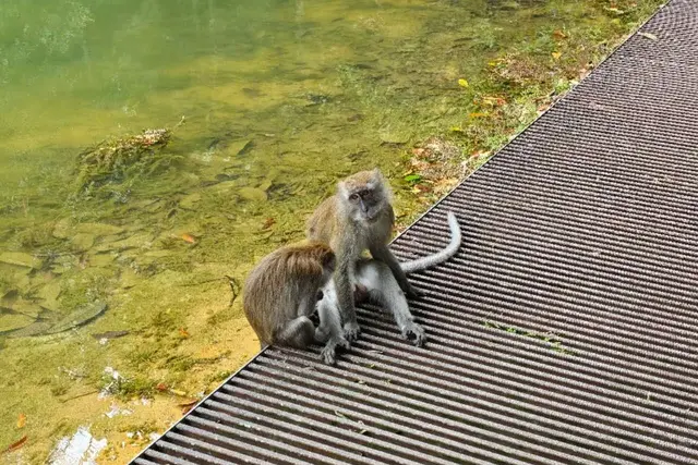 Wild macaques encountered during a hike at MacRitchie Reservoir.